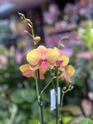 Phalaenopsis Orange Buddha | Storczyk