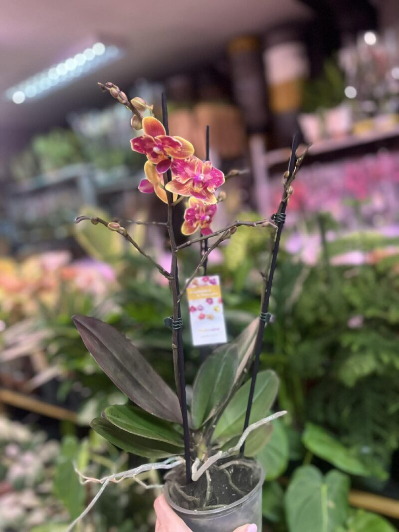 Phalaenopsis Sogo Yellowtris peloric | Storczyk