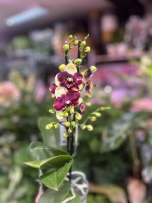 Phalaenopsis Catania | Storczyk