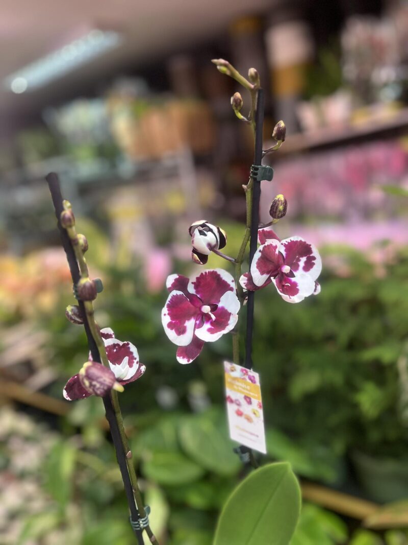 phalaenopsis untold | Storczyk