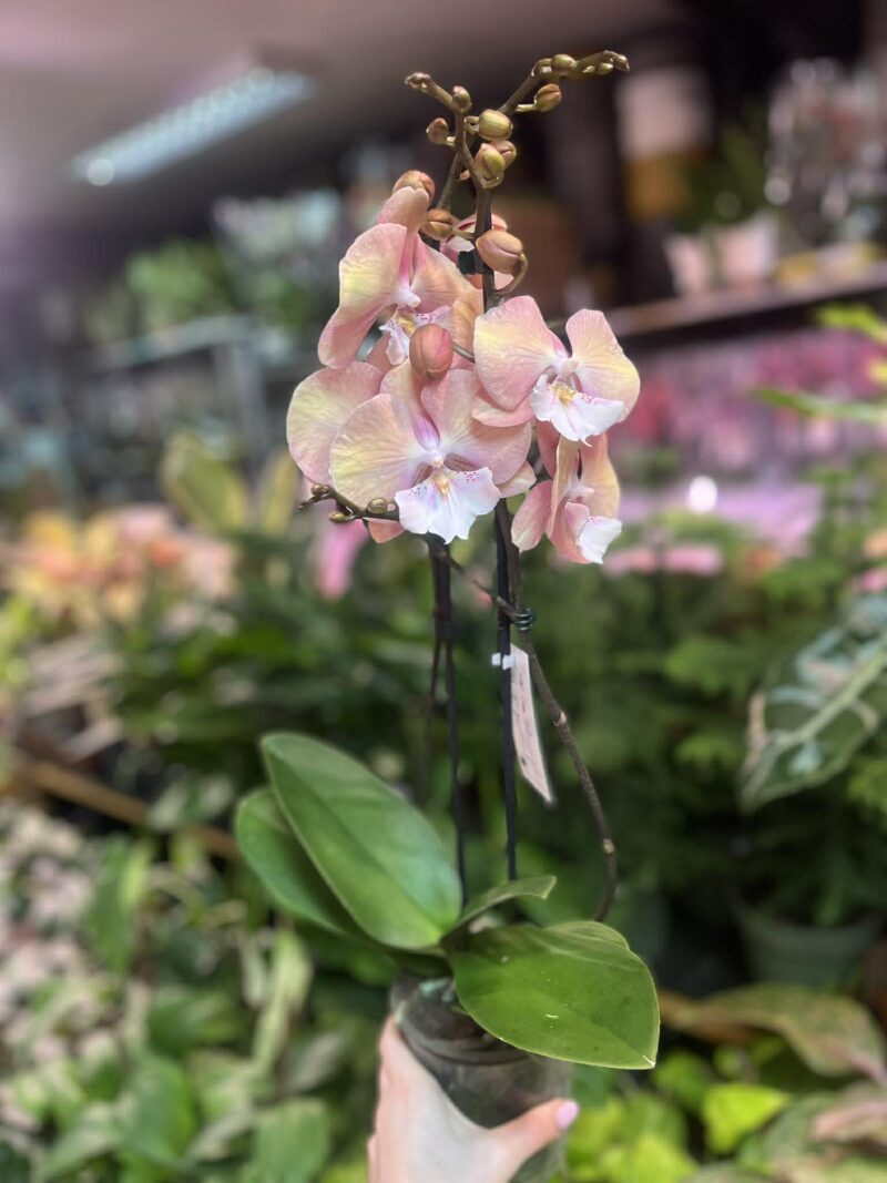 Phalaenopsis Tina | Storczyk