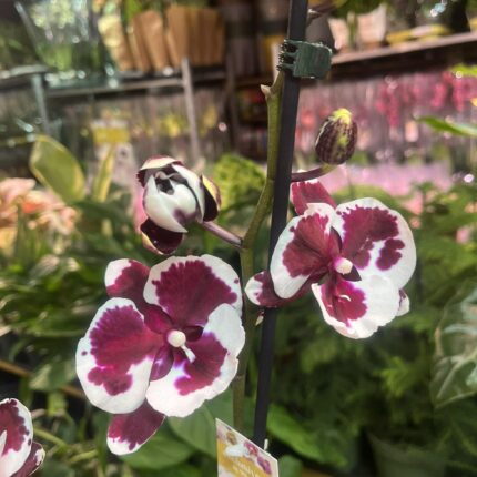 phalaenopsis untold | Storczyk