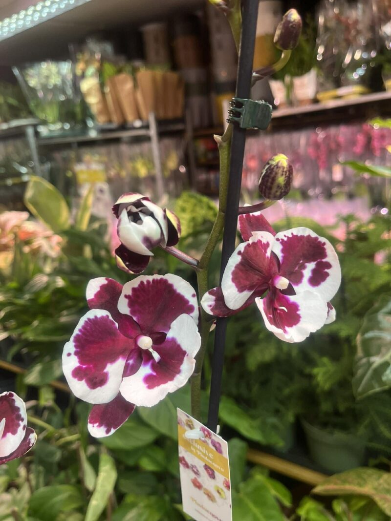 phalaenopsis untold | Storczyk