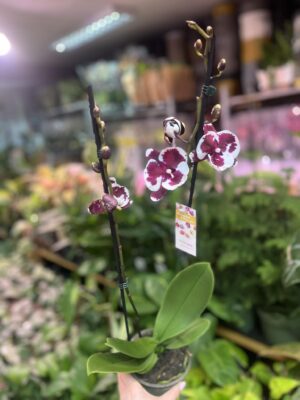 phalaenopsis untold | Storczyk