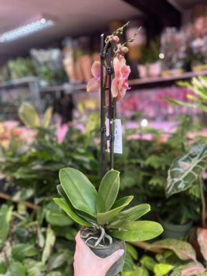 Phalaenopsis Pirate picotee peloric butterfly | Storczyk