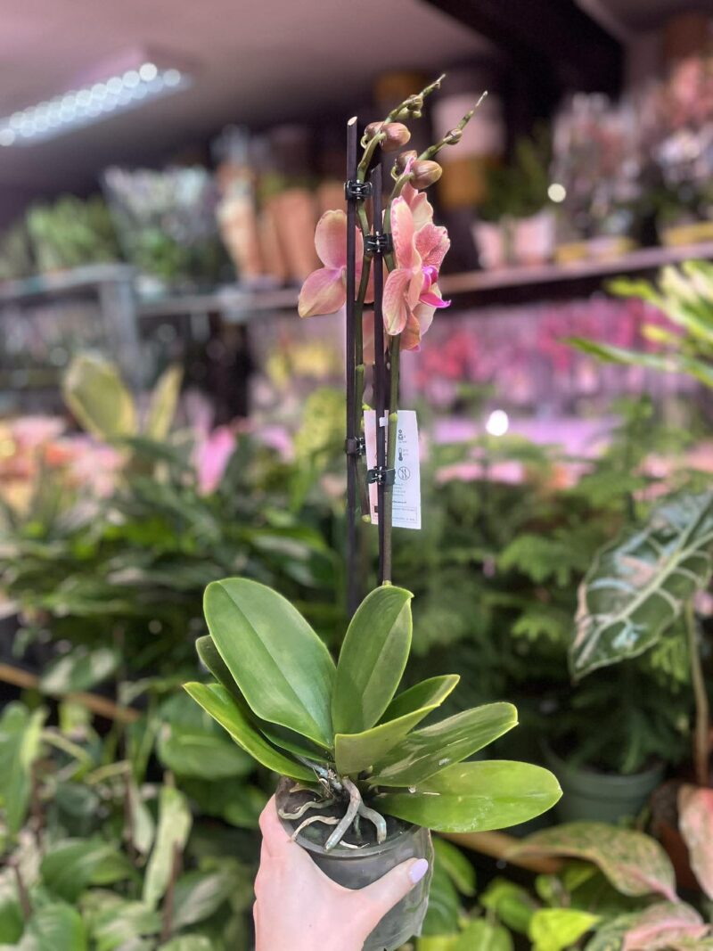 Phalaenopsis Pirate picotee peloric butterfly | Storczyk