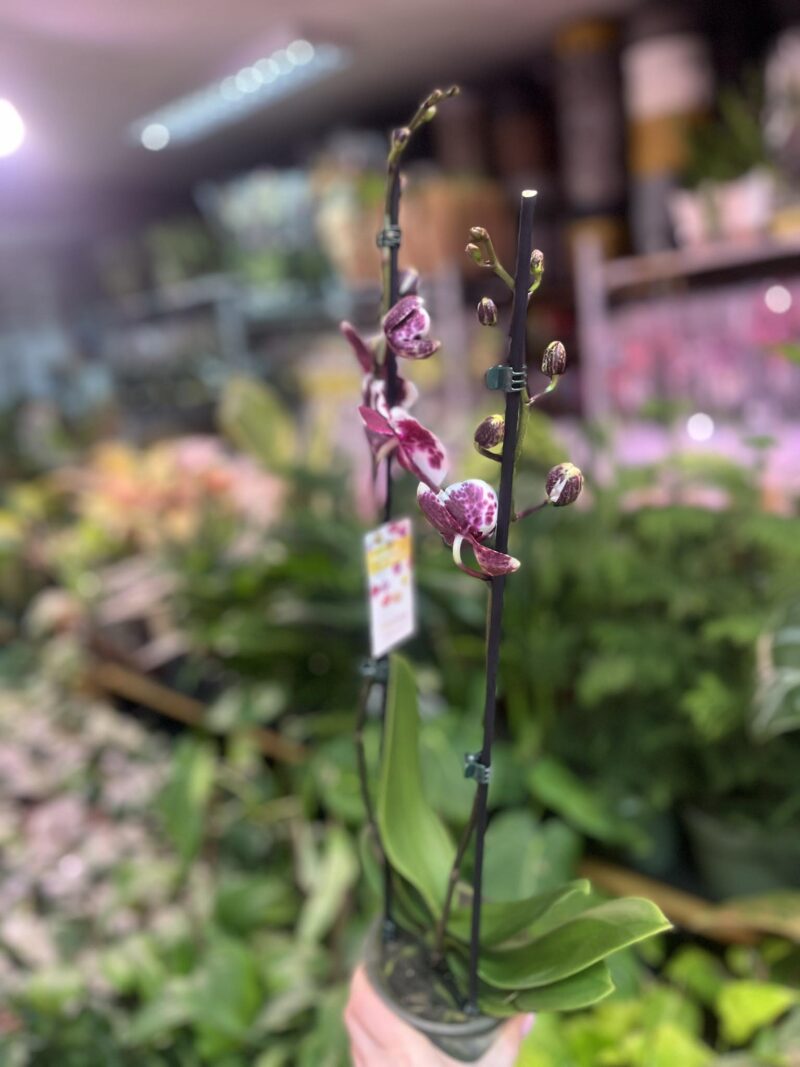 phalaenopsis untold | Storczyk