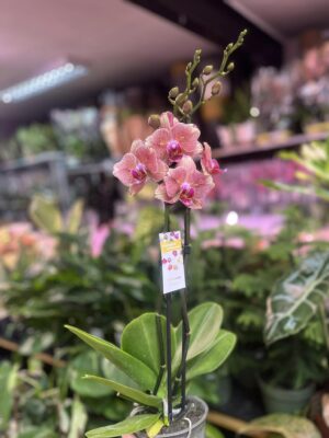 Phalaenopsis Pirate picotee peloric butterfly | Storczyk