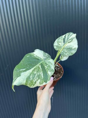 Monstera creme brulée