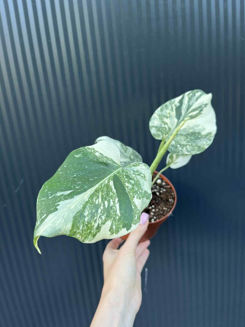 Monstera creme brulée