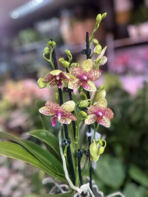 Phalaenopsis Anthura Grosseto | Storczyk