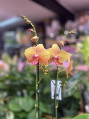 Phalaenopsis Orange Buddha | Storczyk
