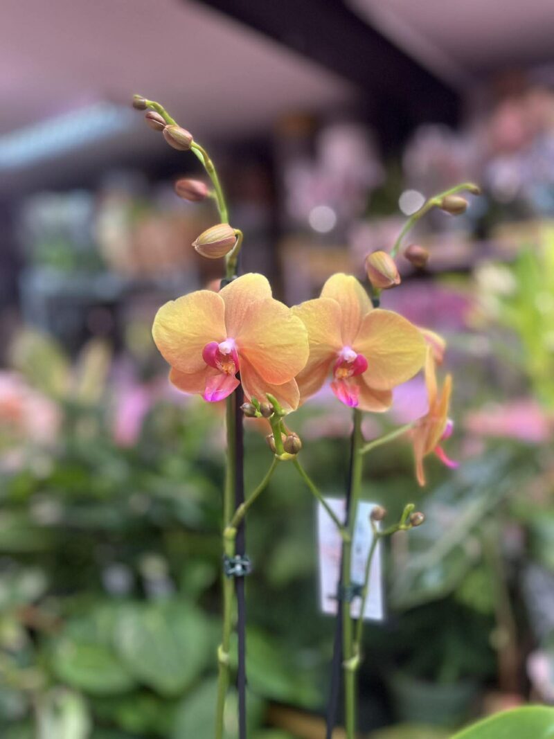 Phalaenopsis Orange Buddha | Storczyk