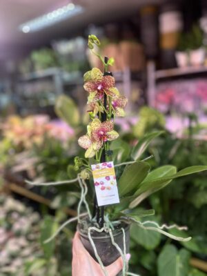 Phalaenopsis Anthura Grosseto | Storczyk