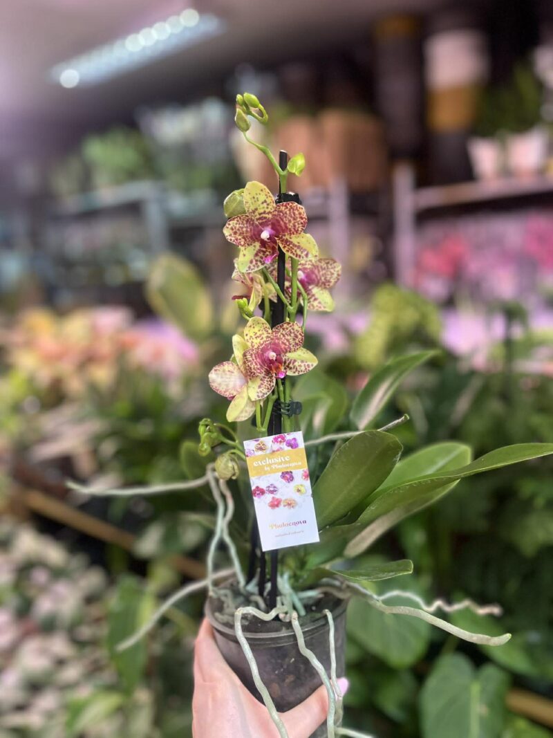 Phalaenopsis Anthura Grosseto | Storczyk