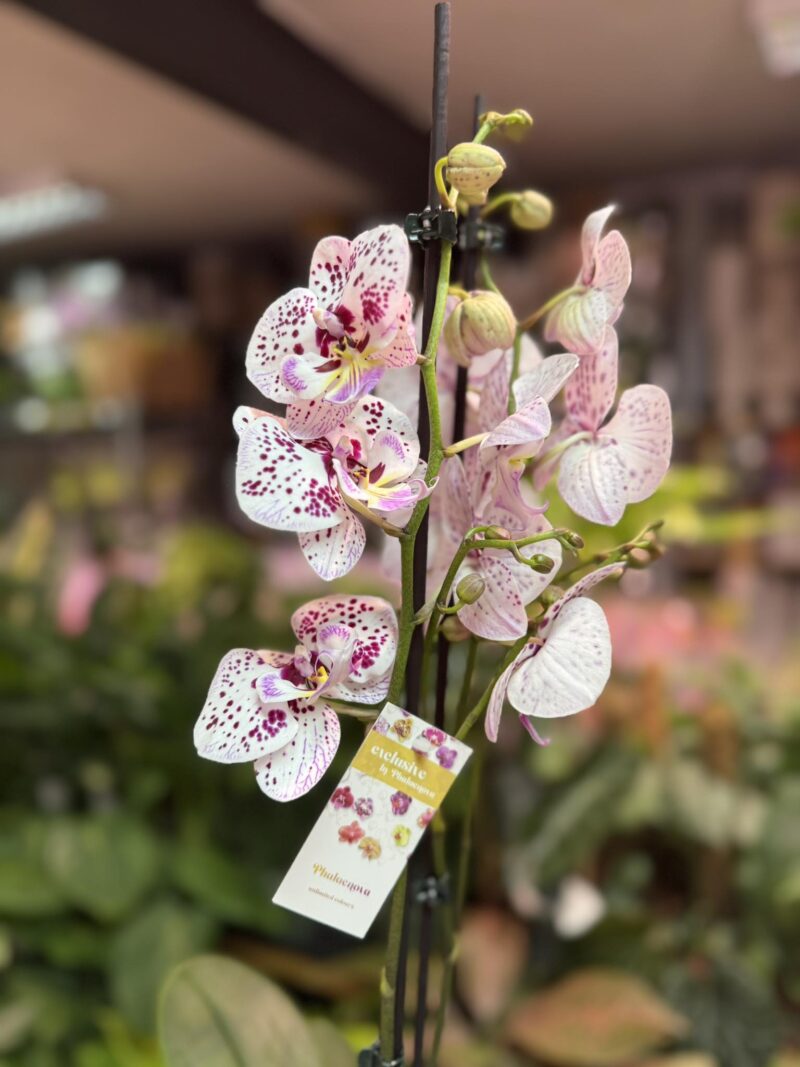 Phalaenopsis Zoe | Storczyk