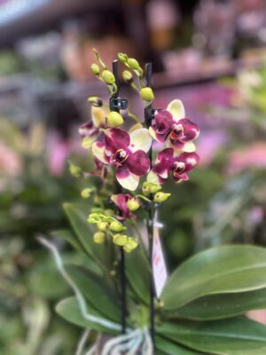 Phalaenopsis Catania | Storczyk