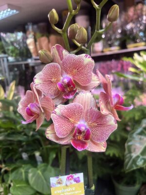 Phalaenopsis Pirate picotee peloric butterfly | Storczyk