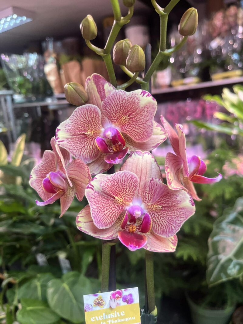 Phalaenopsis Pirate picotee peloric butterfly | Storczyk