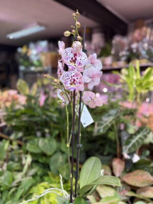 Phalaenopsis Zoe | Storczyk