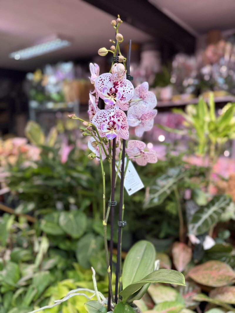 Phalaenopsis Zoe | Storczyk
