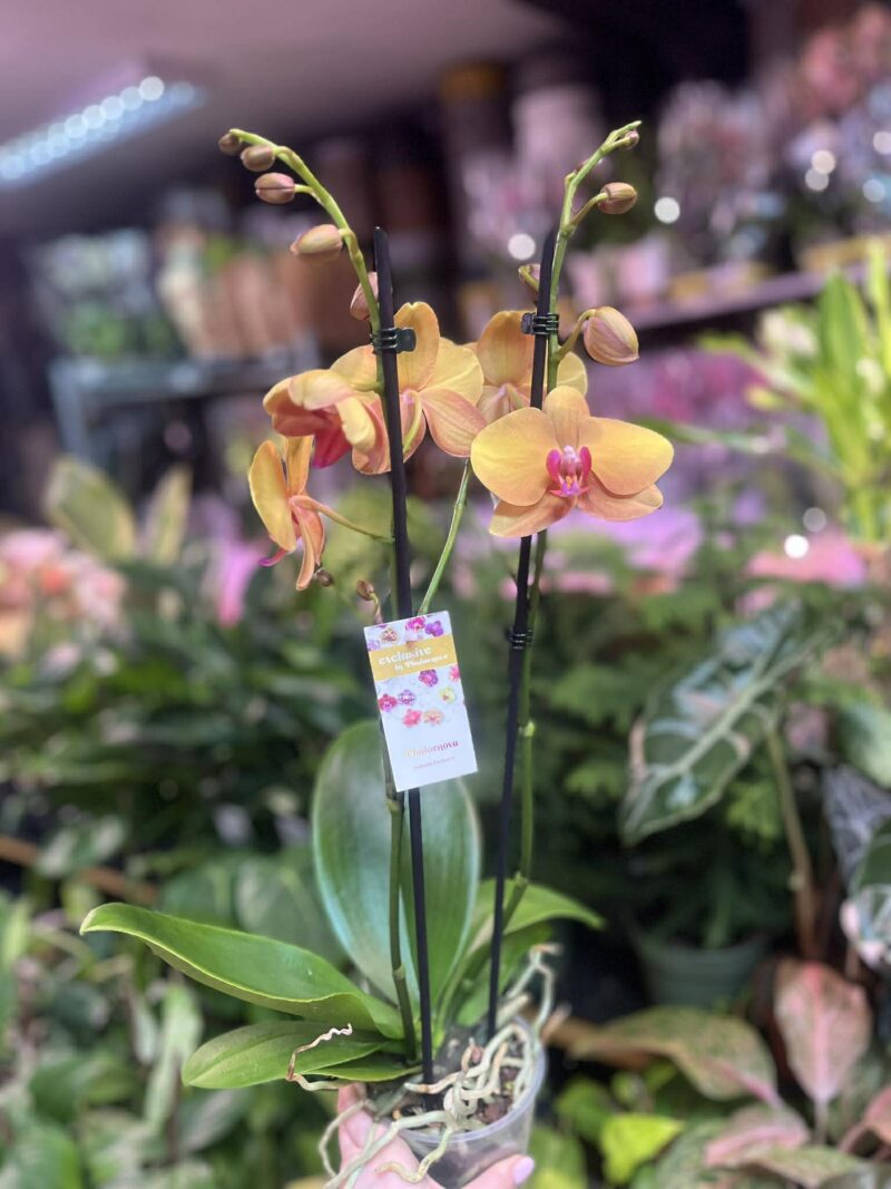 Phalaenopsis Orange Buddha | Storczyk