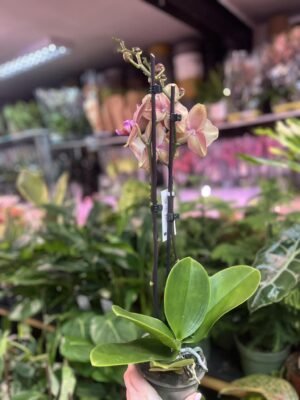 Phalaenopsis Pirate picotee peloric butterfly | Storczyk