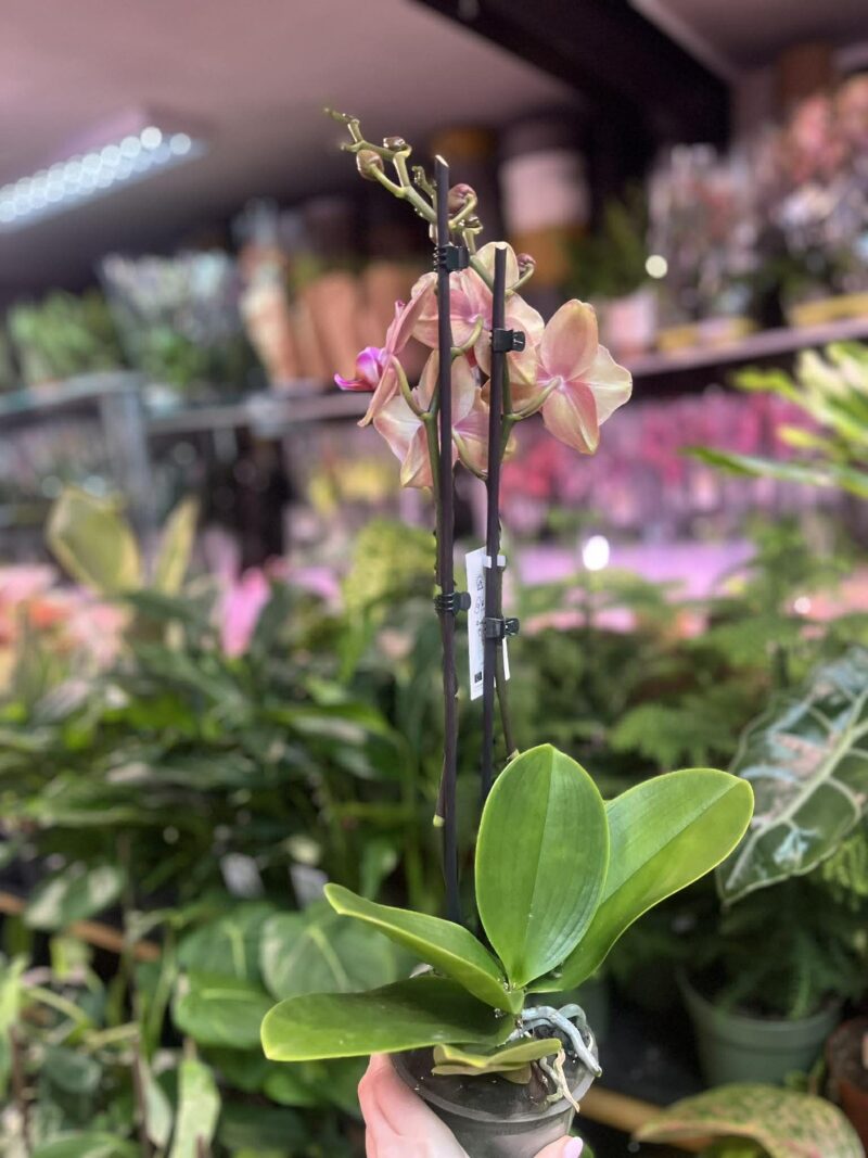 Phalaenopsis Pirate picotee peloric butterfly | Storczyk