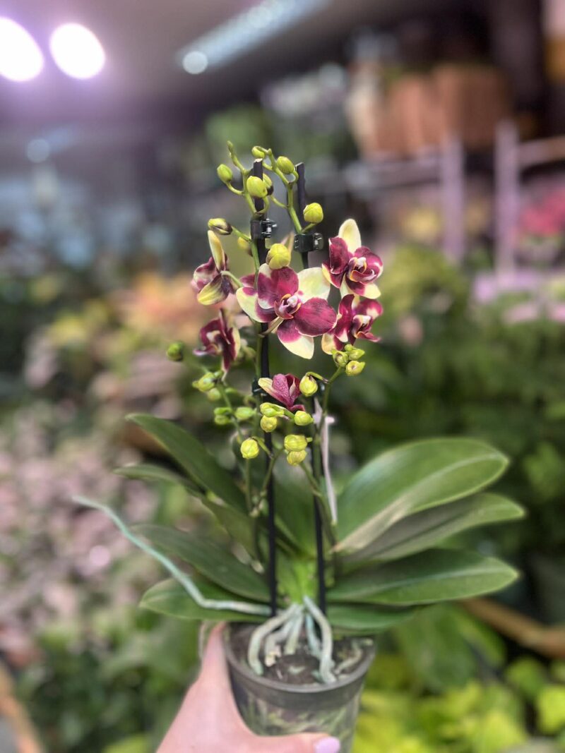 Phalaenopsis Catania | Storczyk