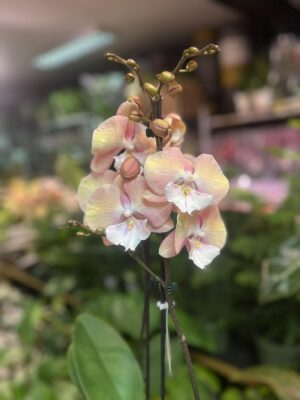 Phalaenopsis Tina | Storczyk