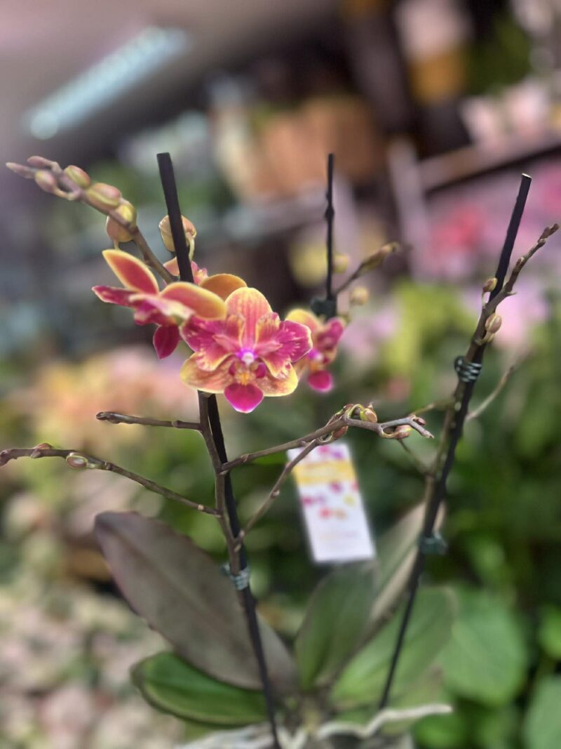 Phalaenopsis Sogo Yellowtris peloric | Storczyk