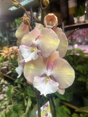 Phalaenopsis Tina | Storczyk