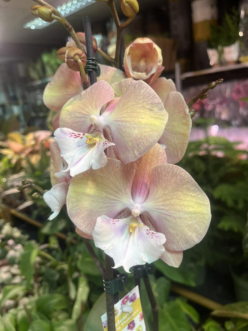 Phalaenopsis Tina | Storczyk