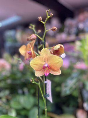 Phalaenopsis Orange Buddha | Storczyk