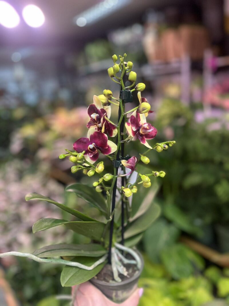 Phalaenopsis Catania | Storczyk