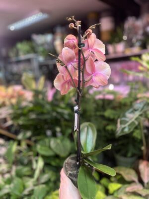 Phalaenopsis Tina | Storczyk