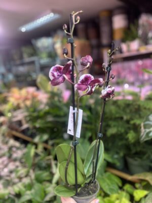 phalaenopsis untold | Storczyk