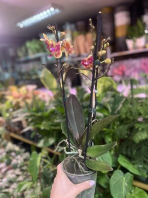 Phalaenopsis Sogo Yellowtris peloric | Storczyk