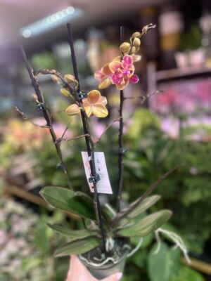 Phalaenopsis Sogo Yellowtris peloric | Storczyk