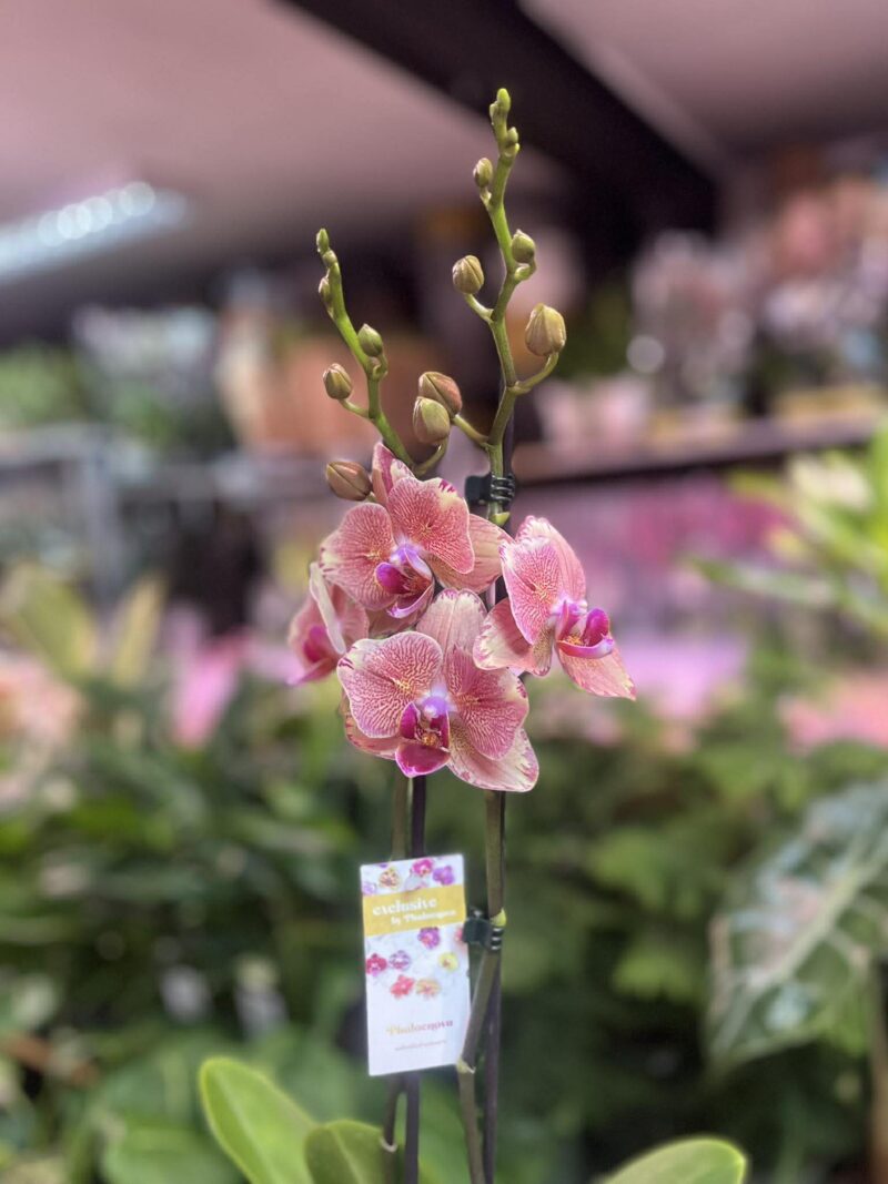 Phalaenopsis Pirate picotee peloric butterfly | Storczyk
