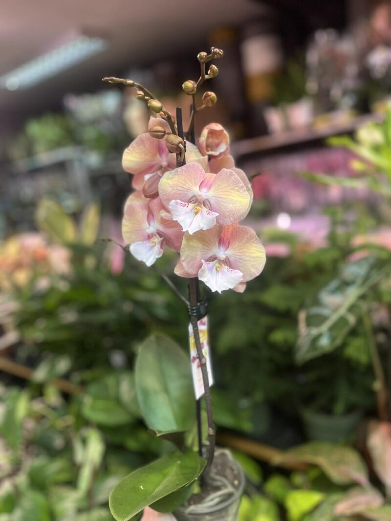 Phalaenopsis Tina | Storczyk