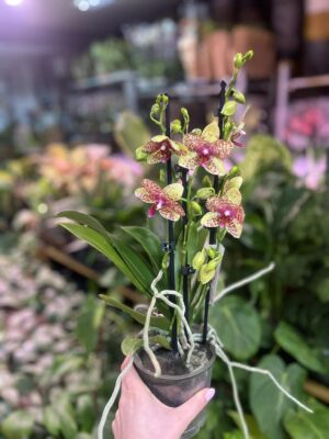 Phalaenopsis Anthura Grosseto | Storczyk