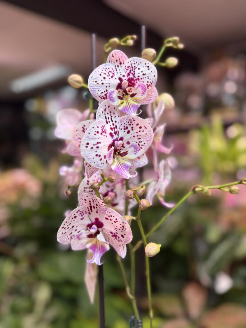 Phalaenopsis Zoe | Storczyk