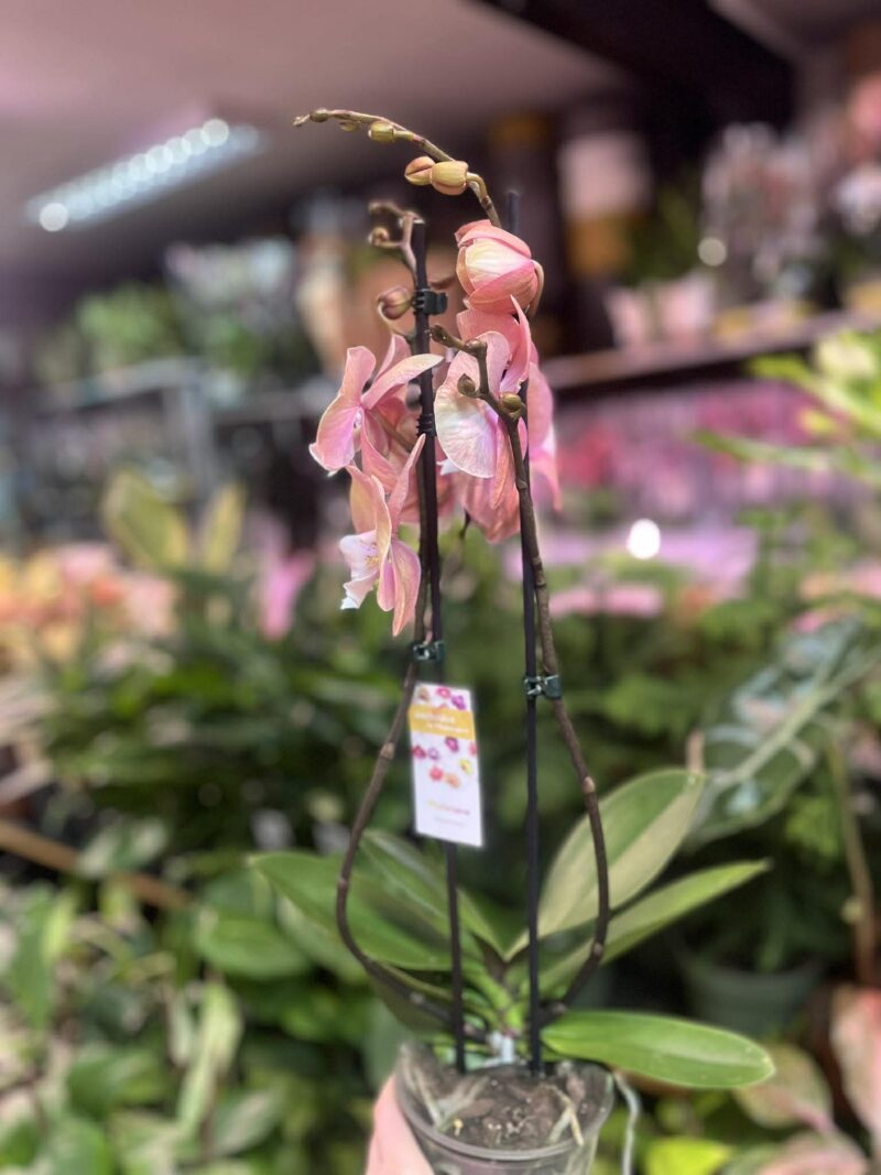 Phalaenopsis Tina | Storczyk