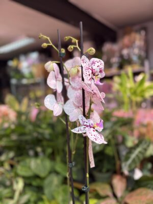 Phalaenopsis Zoe | Storczyk