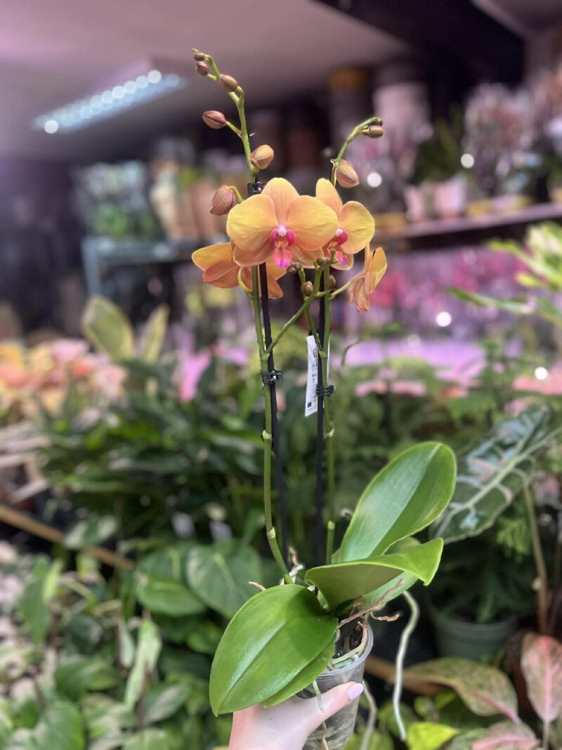Phalaenopsis Orange Buddha | Storczyk