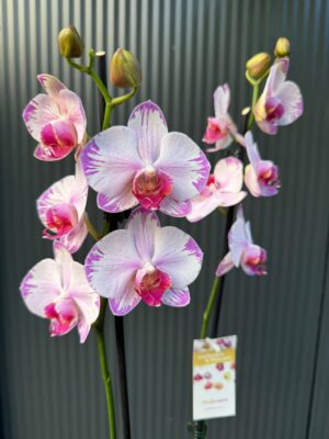 phalaenopsis fong tien’s amapearl cone pearl | Storczyk