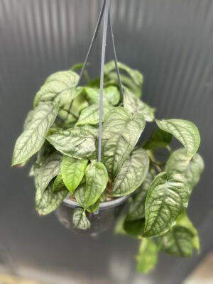 Monstera siltepecana