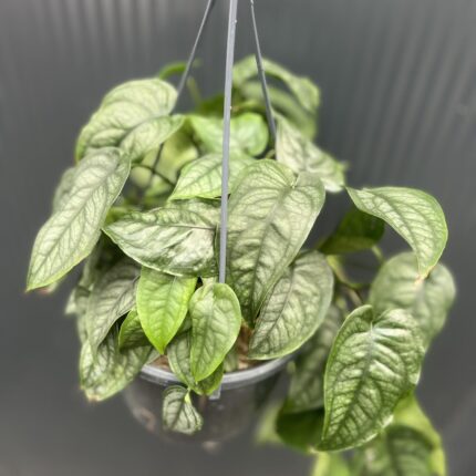 Monstera siltepecana