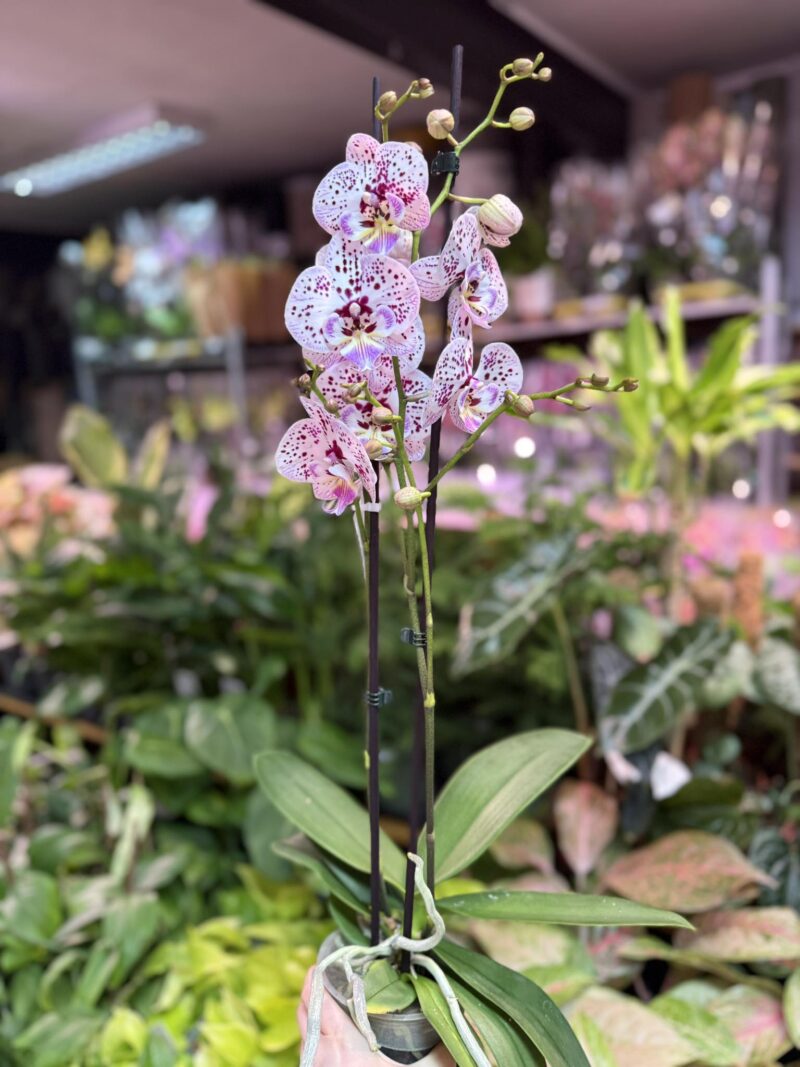 Phalaenopsis Zoe | Storczyk